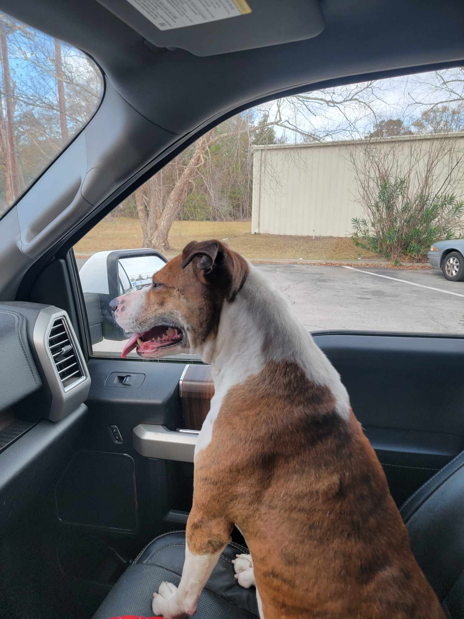Tig, an adoptable Labrador Retriever, American Staffordshire Terrier in Holly Springs, NC, 27540 | Photo Image 2