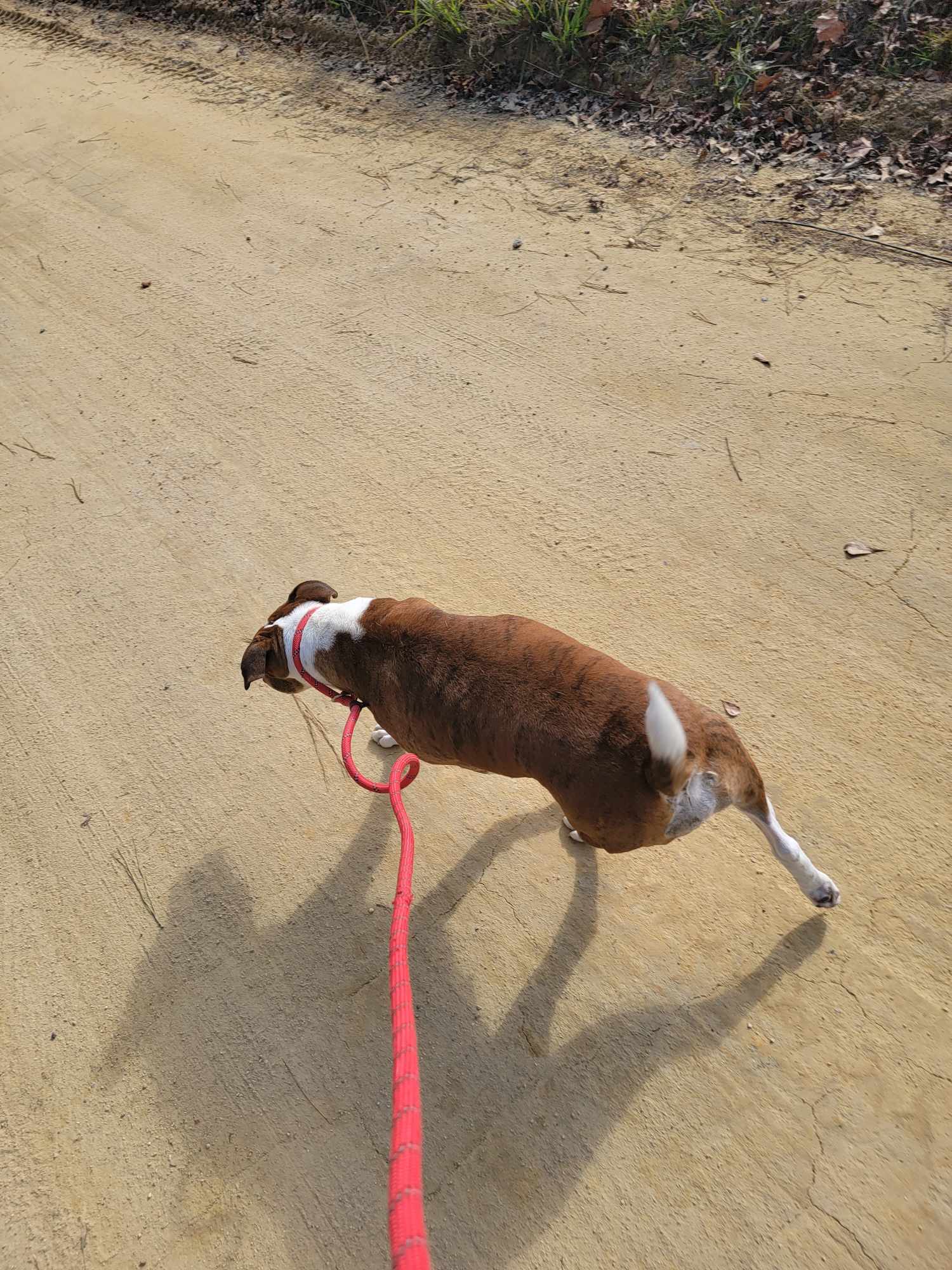 Tig, an adoptable Labrador Retriever, American Staffordshire Terrier in Holly Springs, NC, 27540 | Photo Image 3