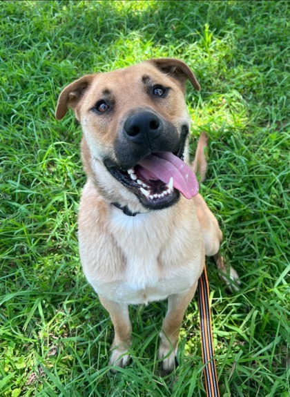 Dog for adoption - Dutton, a Shepherd Mix in Kansas City, MO | Petfinder