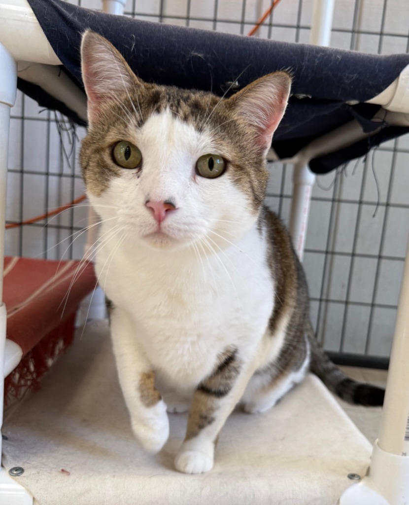 Brielle, an adoptable Domestic Short Hair in Lemoore, CA, 93245 | Photo Image 1