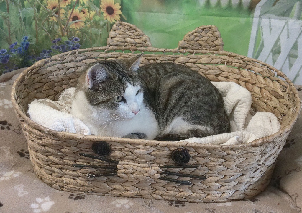 Brielle, an adoptable Domestic Short Hair in Lemoore, CA, 93245 | Photo Image 2