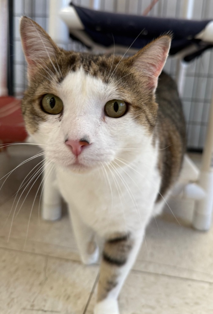 Brielle, an adoptable Domestic Short Hair in Lemoore, CA, 93245 | Photo Image 3
