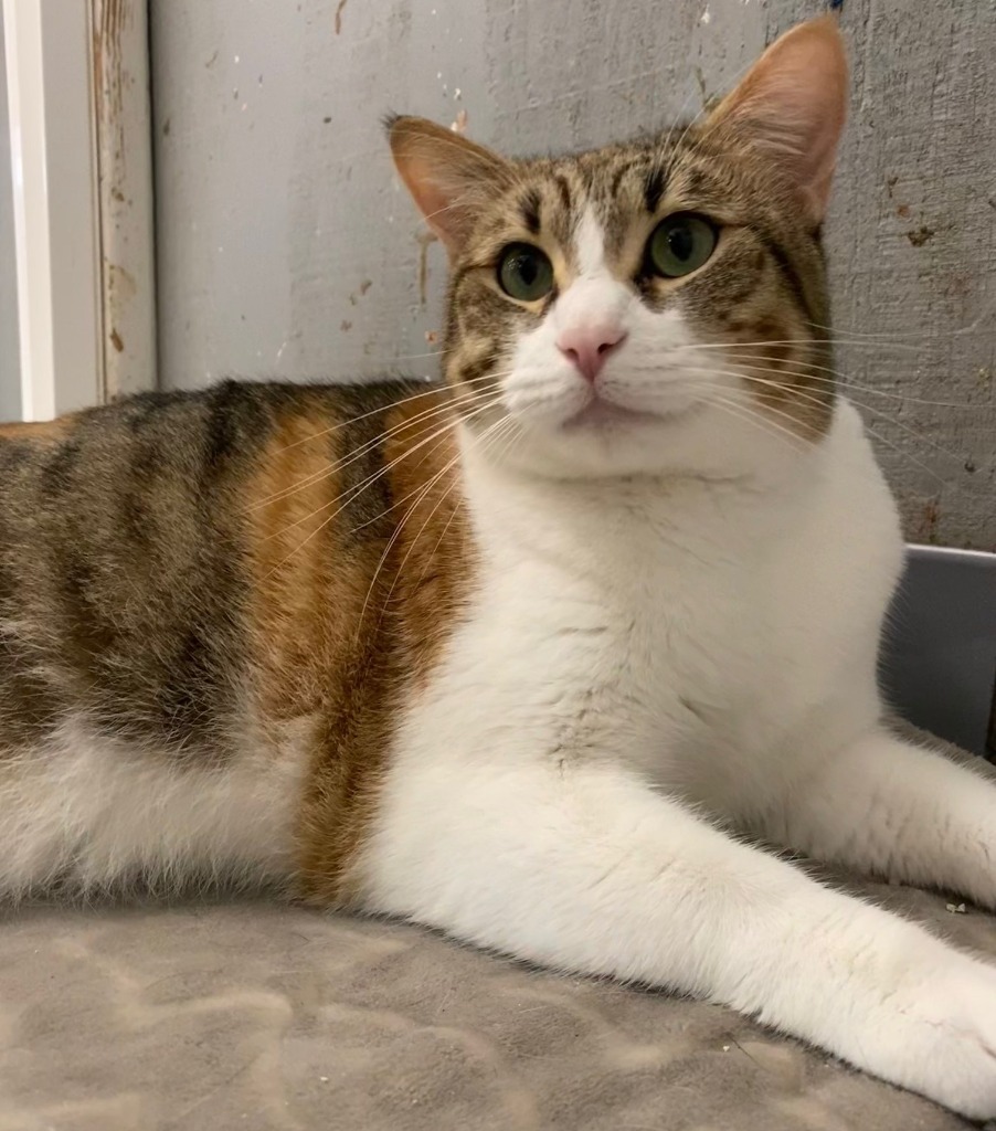 Angel, an adoptable Calico, Domestic Short Hair in Lemoore, CA, 93245 | Photo Image 3