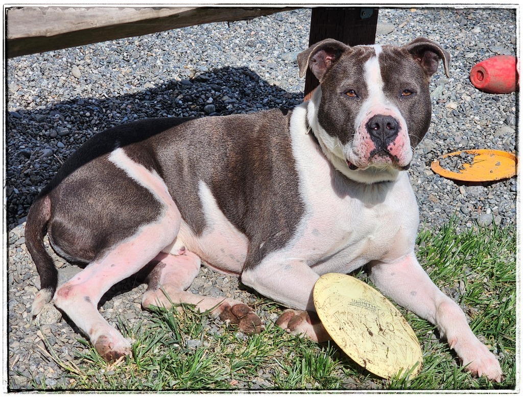 Ed AKA Mambo, an adoptable Staffordshire Bull Terrier in Gold Beach, OR, 97444 | Photo Image 1