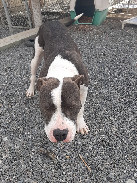 Ed AKA Mambo, an adoptable Staffordshire Bull Terrier in Gold Beach, OR, 97444 | Photo Image 2