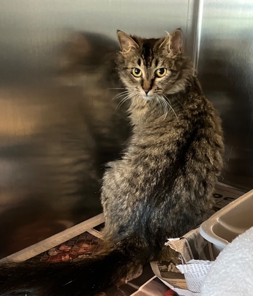 WREN, an adoptable Domestic Short Hair in Marianna, FL, 32447 | Photo Image 1