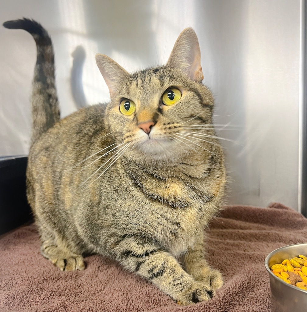 Tigger, an adoptable Domestic Medium Hair in Murray, KY, 42071 | Photo Image 1