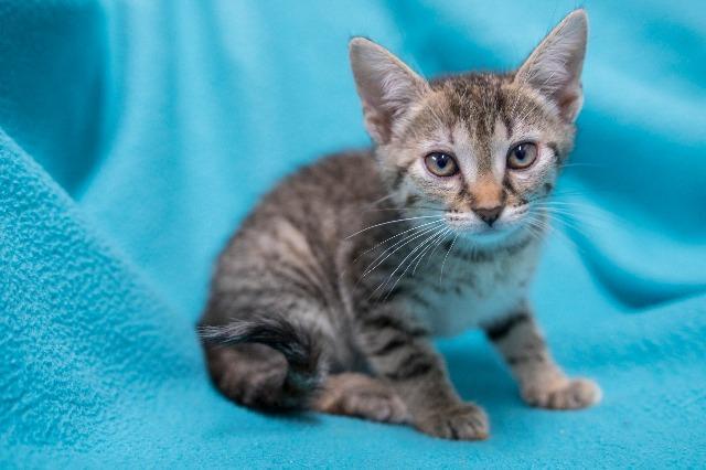 Tigger, an adoptable Domestic Medium Hair in Murray, KY, 42071 | Photo Image 2