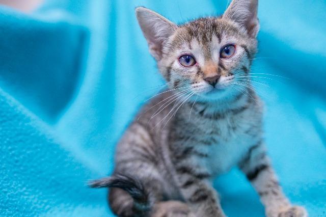 Tigger, an adoptable Domestic Medium Hair in Murray, KY, 42071 | Photo Image 3