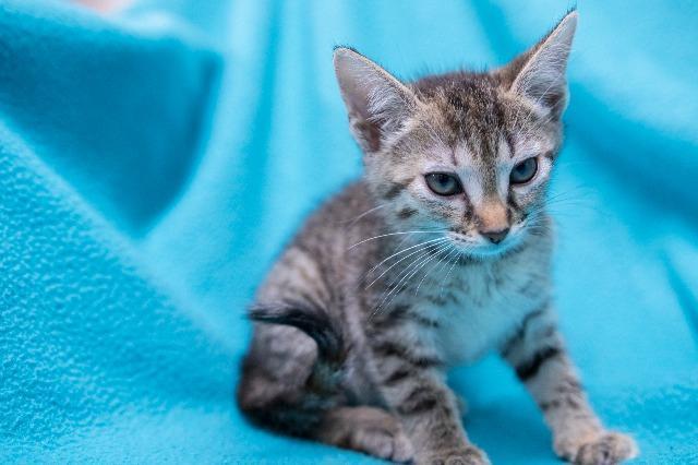 Tigger, an adoptable Domestic Medium Hair in Murray, KY, 42071 | Photo Image 4