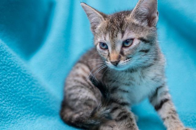 Tigger, an adoptable Domestic Medium Hair in Murray, KY, 42071 | Photo Image 5