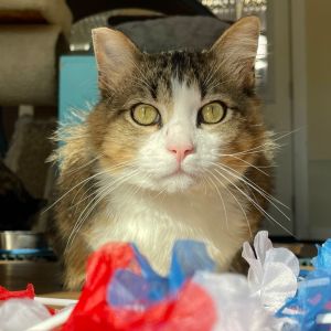 Little Man Domestic Long Hair Cat