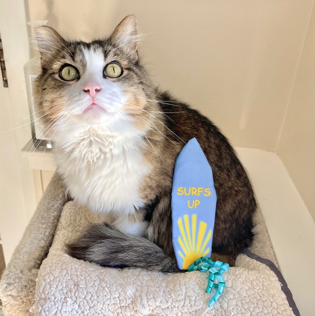 Little Man, an adoptable Domestic Long Hair in Cambria, CA, 93428 | Photo Image 1
