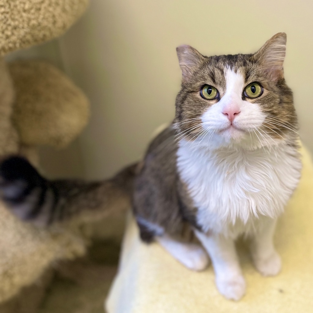 Little Man, an adoptable Domestic Long Hair in Cambria, CA, 93428 | Photo Image 2