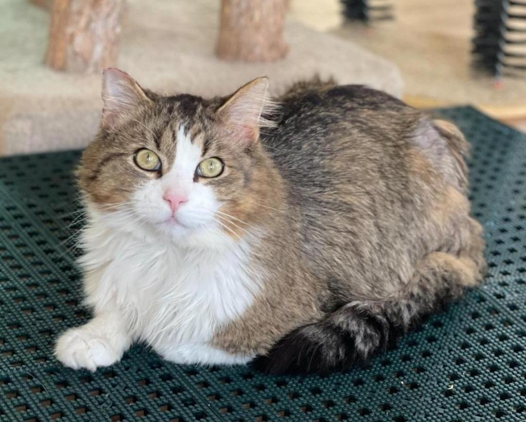 Little Man, an adoptable Domestic Long Hair in Cambria, CA, 93428 | Photo Image 3