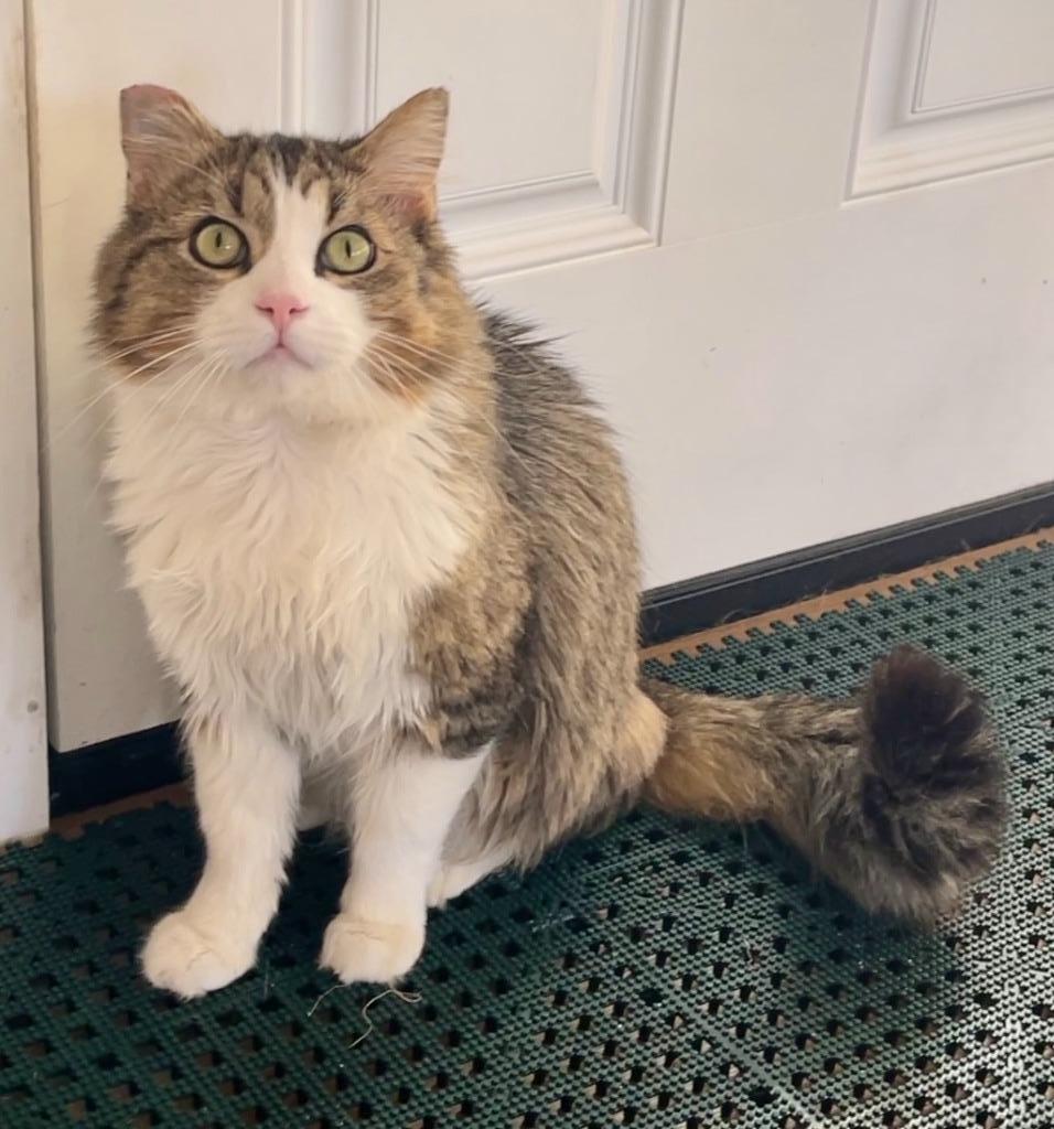 Little Man, an adoptable Domestic Long Hair in Cambria, CA, 93428 | Photo Image 4