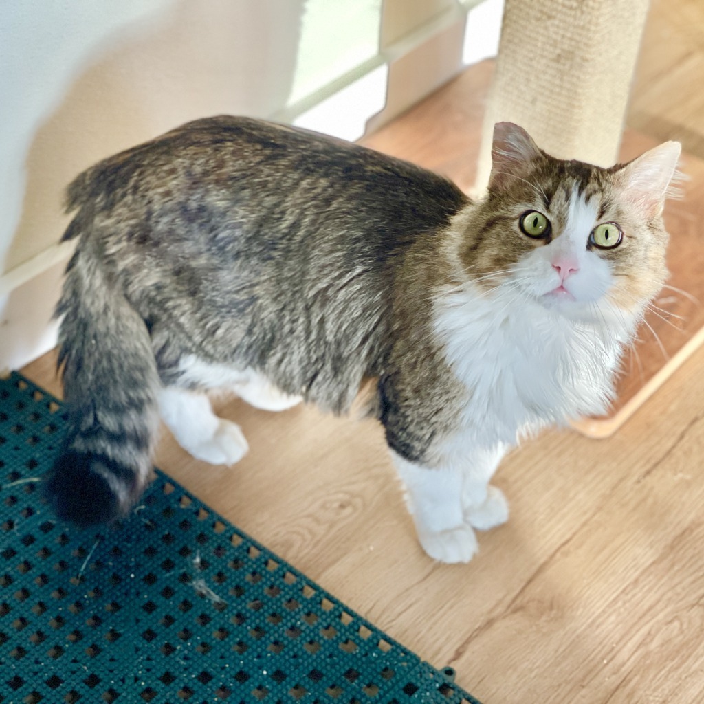 Little Man, an adoptable Domestic Long Hair in Cambria, CA, 93428 | Photo Image 5