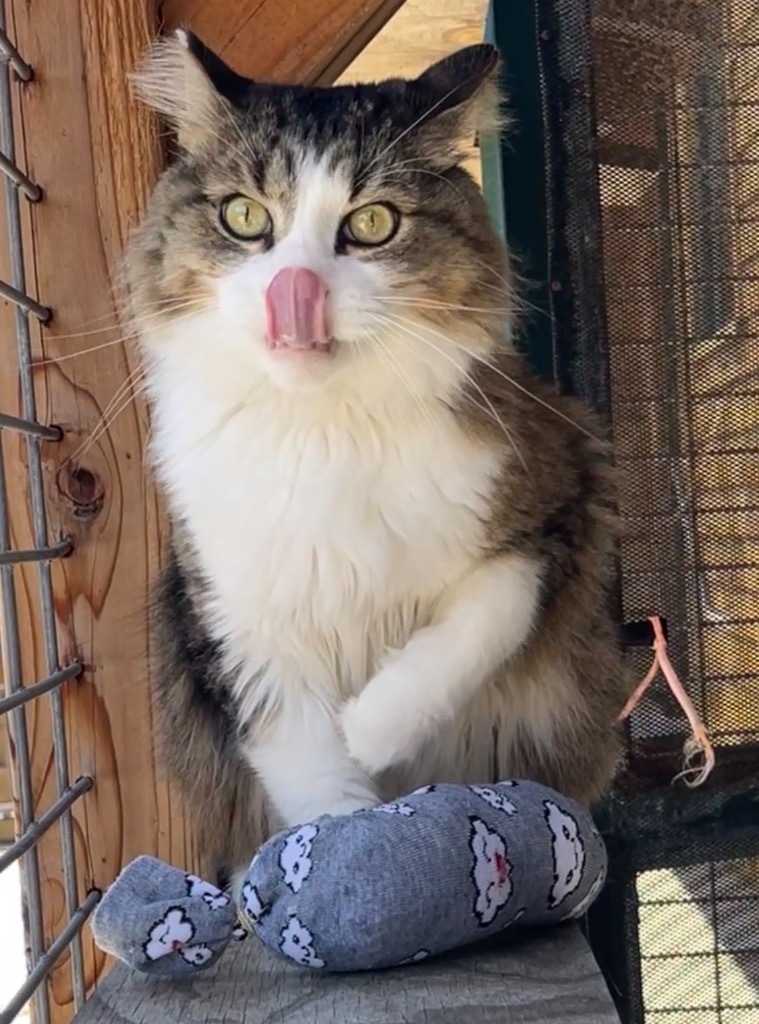 Little Man, an adoptable Domestic Long Hair in Cambria, CA, 93428 | Photo Image 5