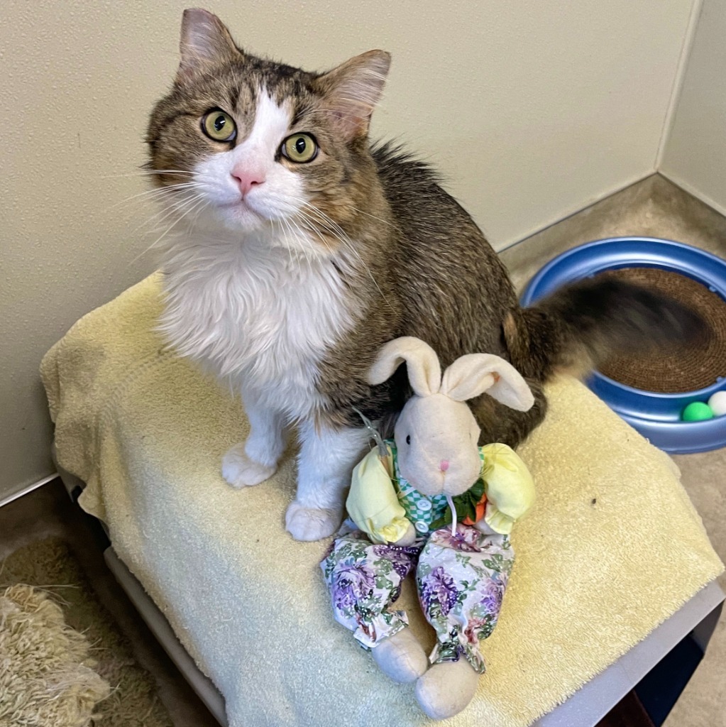 Little Man, an adoptable Domestic Long Hair in Cambria, CA, 93428 | Photo Image 6