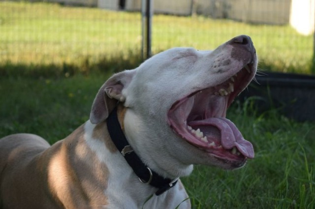 Benny, an adoptable Staffordshire Bull Terrier in Saint James, MN, 56081 | Photo Image 2