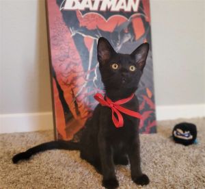 Jason Todd #Batman-litter Bombay Cat