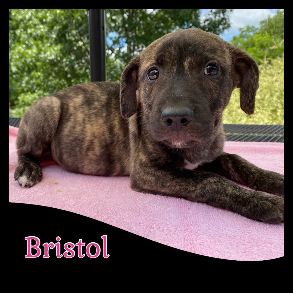 Bristol, an adoptable Staffordshire Bull Terrier, Mixed Breed in Charlotte, MI, 48813 | Photo Image 1