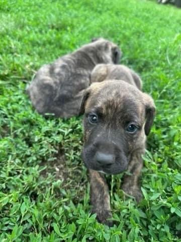 Bristol, an adoptable Staffordshire Bull Terrier, Mixed Breed in Charlotte, MI, 48813 | Photo Image 2