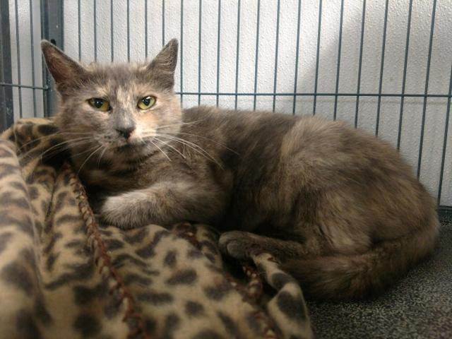 Jilly, an adoptable Domestic Short Hair in Saginaw, MI, 48604 | Photo Image 1