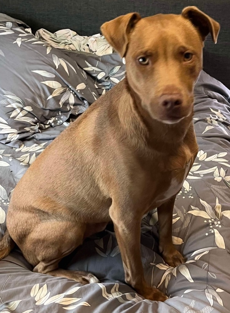 Dusty, an adoptable Labrador Retriever in Salem, WI, 53168 | Photo Image 1