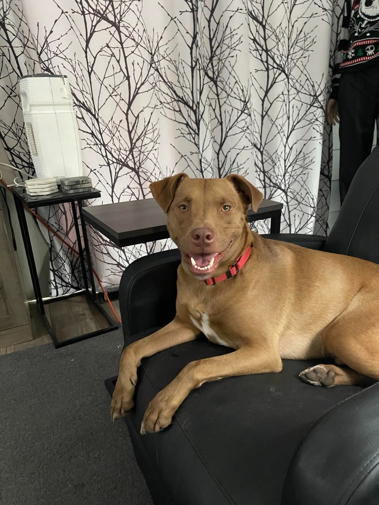 Dusty, an adoptable Labrador Retriever, Chesapeake Bay Retriever in Bristol, WI, 53104 | Photo Image 1