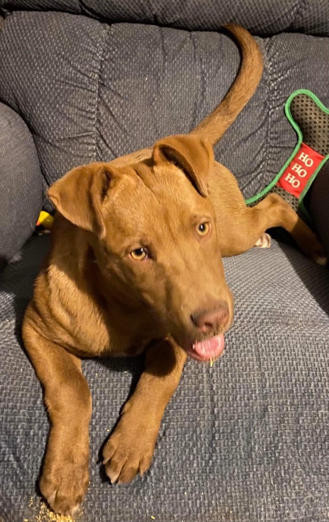Dusty, an adoptable Labrador Retriever, Chesapeake Bay Retriever in Bristol, WI, 53104 | Photo Image 2