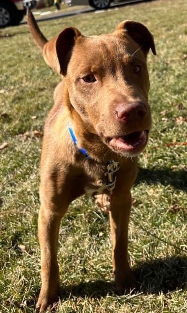 Dusty, an adoptable Labrador Retriever in Salem, WI, 53168 | Photo Image 3