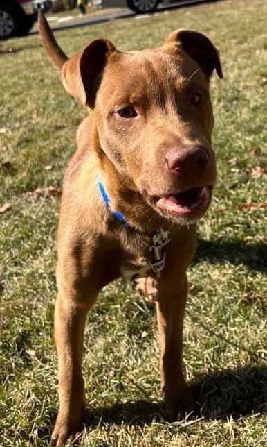 Dusty, an adoptable Labrador Retriever, Chesapeake Bay Retriever in Bristol, WI, 53104 | Photo Image 3