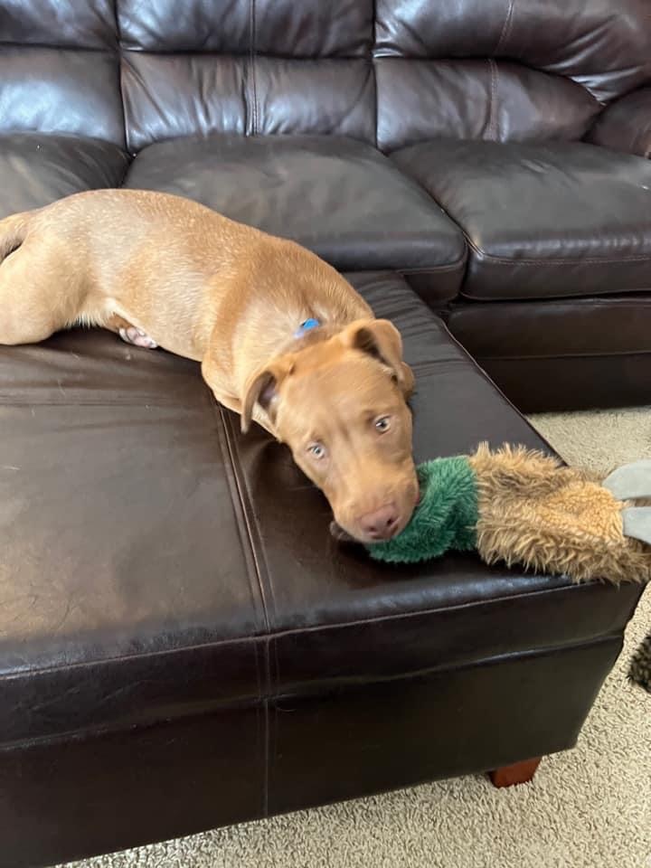 Dusty, an adoptable Labrador Retriever, Chesapeake Bay Retriever in Bristol, WI, 53104 | Photo Image 4