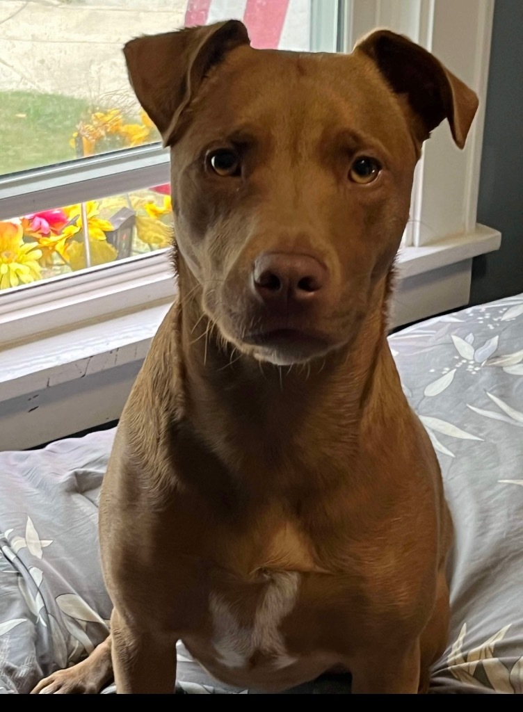 Dusty, an adoptable Labrador Retriever in Salem, WI, 53168 | Photo Image 5