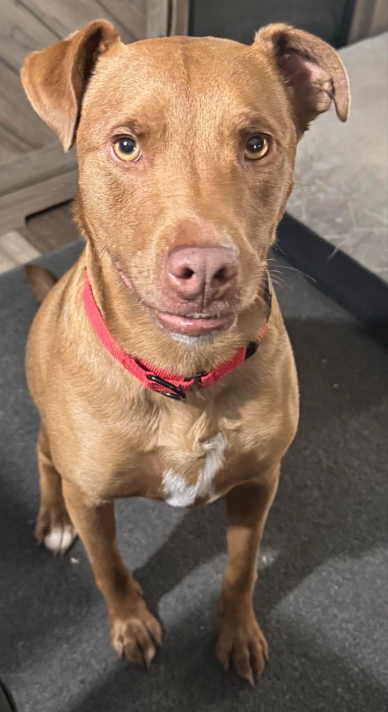 Dusty, an adoptable Labrador Retriever, Chesapeake Bay Retriever in Bristol, WI, 53104 | Photo Image 5