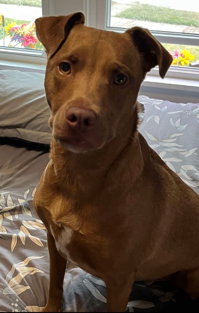 Dusty, an adoptable Labrador Retriever in Salem, WI, 53168 | Photo Image 6