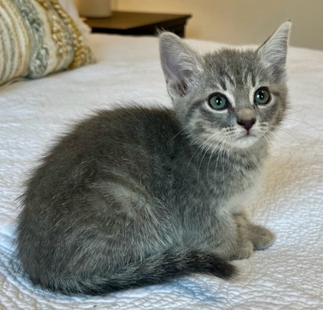 Charlotte (Texas Only), an adoptable Domestic Short Hair in Boerne, TX, 78006 | Photo Image 1