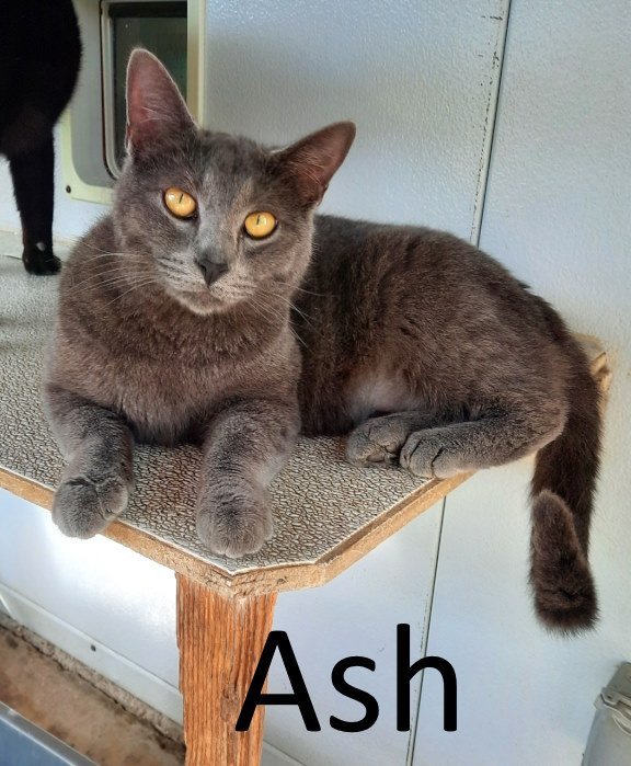 Ash, an adoptable Domestic Short Hair, Chartreux in Mountain View, AR, 72560 | Photo Image 3