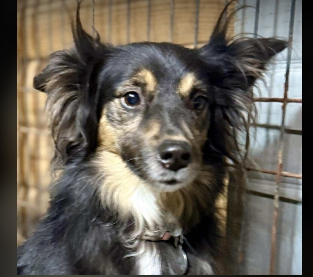 Sadie, an adoptable Australian Shepherd in Crossville, TN, 38557 | Photo Image 1