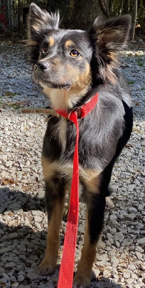 Sadie, an adoptable Australian Shepherd in Crossville, TN, 38557 | Photo Image 2