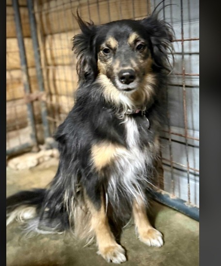 Sadie, an adoptable Australian Shepherd in Crossville, TN, 38557 | Photo Image 3