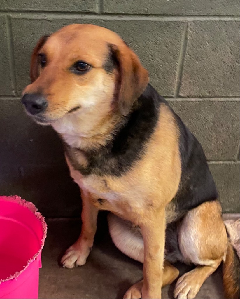 GENESIS (Jenny), an adoptable German Shepherd Dog, Beagle in Crossville, TN, 38557 | Photo Image 2