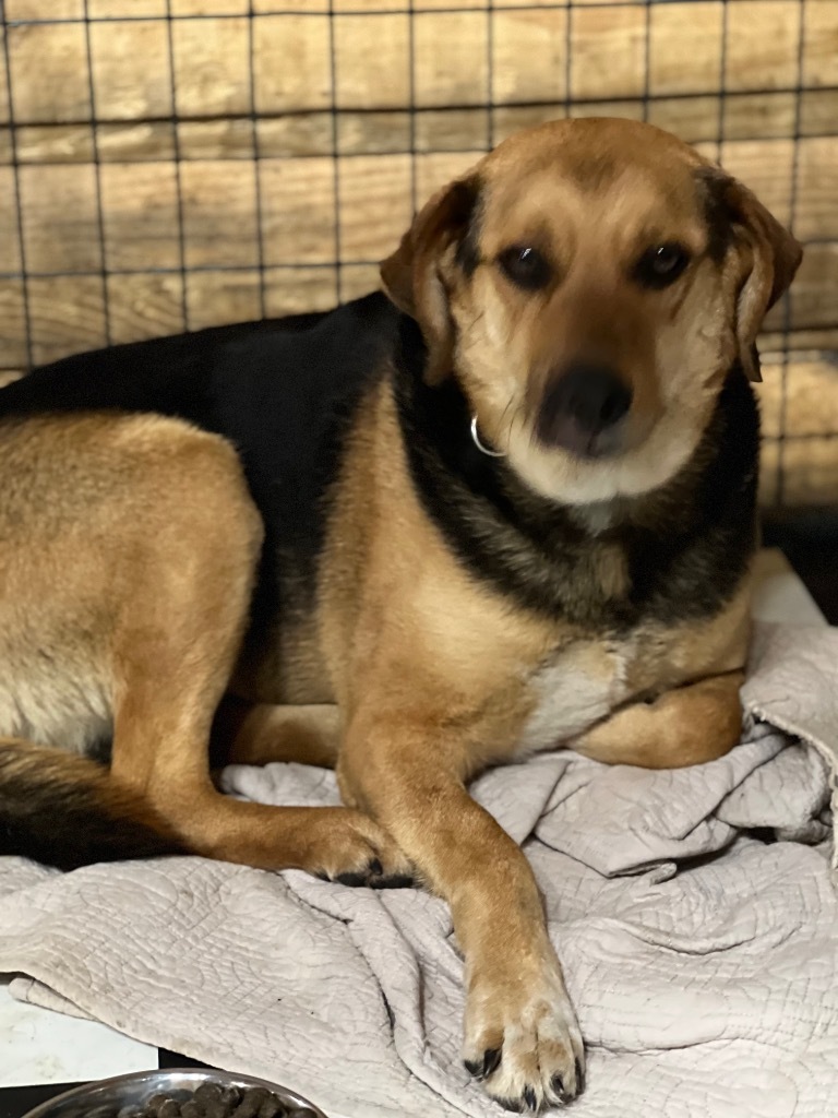 GENESIS (Jenny), an adoptable German Shepherd Dog, Beagle in Crossville, TN, 38557 | Photo Image 3