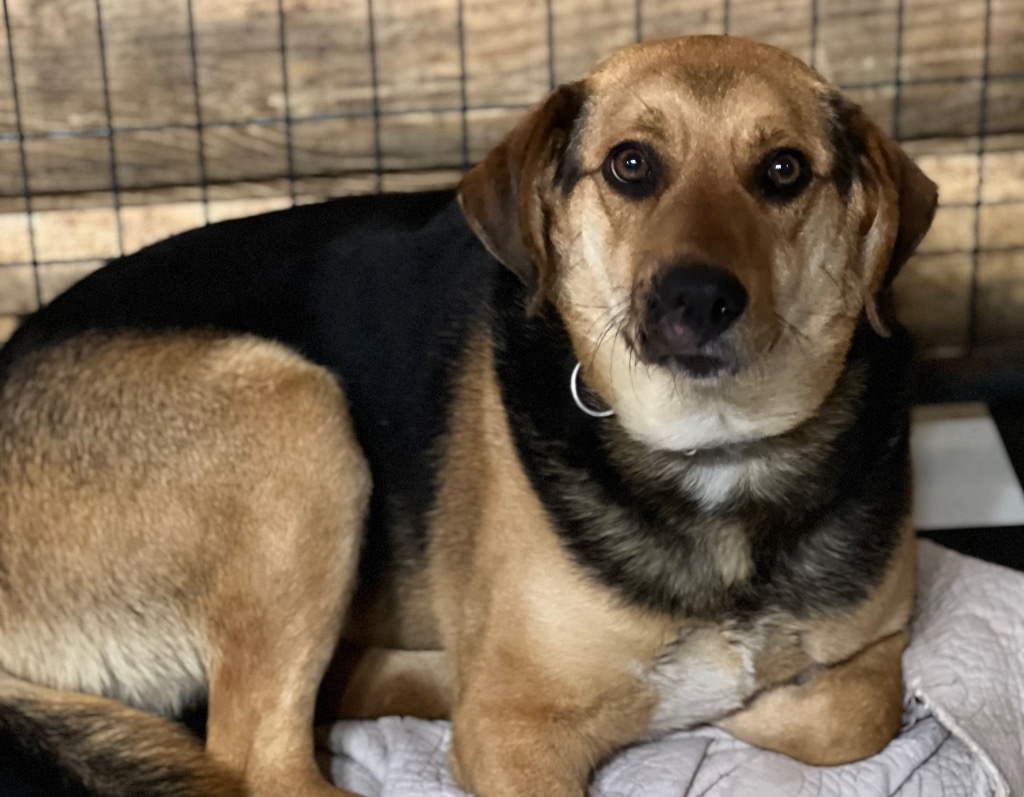 GENESIS (Jenny), an adoptable German Shepherd Dog, Beagle in Crossville, TN, 38557 | Photo Image 4