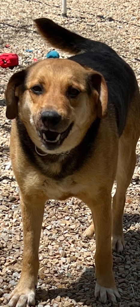 GENESIS (Jenny), an adoptable German Shepherd Dog, Beagle in Crossville, TN, 38557 | Photo Image 5
