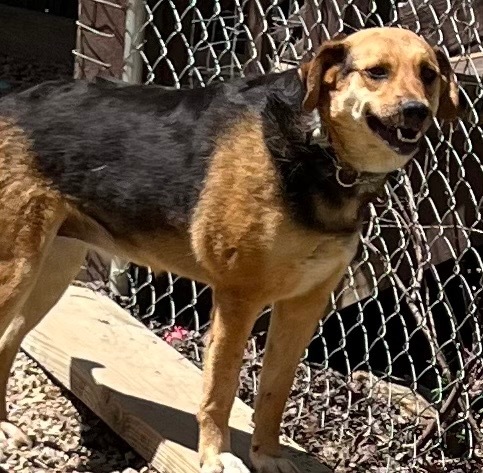 GENESIS (Jenny), an adoptable German Shepherd Dog, Beagle in Crossville, TN, 38557 | Photo Image 6