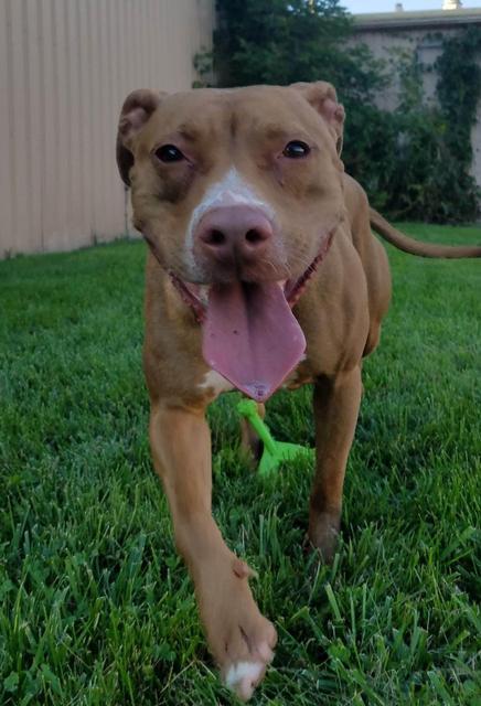 Bella, an adoptable Terrier, Affenpinscher in Saginaw, MI, 48604 | Photo Image 2
