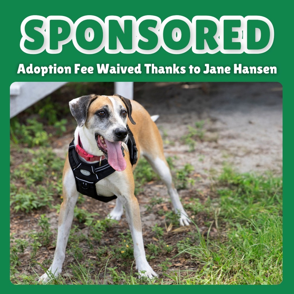 Brady, an adoptable Hound in Gainesville, FL, 32609 | Photo Image 1