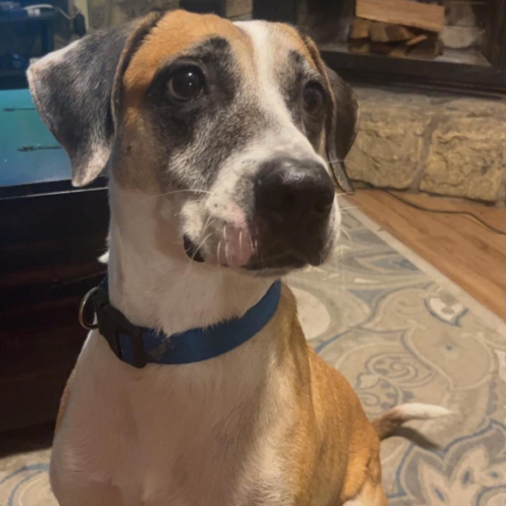 Brady, an adoptable Hound in Gainesville, FL, 32609 | Photo Image 1